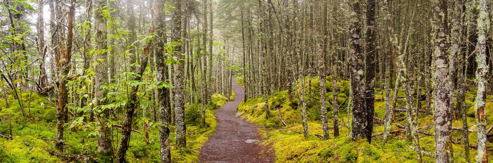 A winding path through a misty moss-covered forest